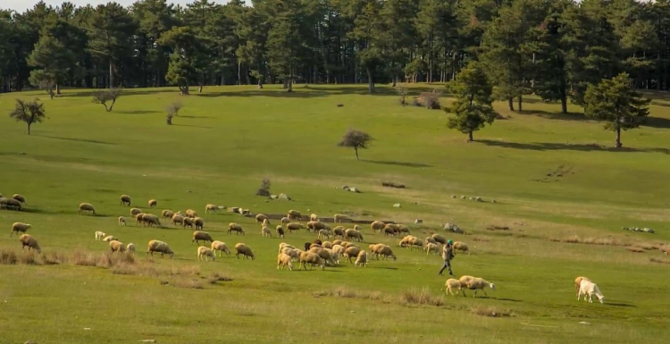 Kocayayla Piknik Alanı'na nasıl gidilir? Kocayayla Piknik Alanı'nda piknik ve mangal yapmak yasak mı?-Bursa Hayat Gazetesi-3