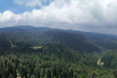 Düzce'nin Saklı Cenneti: Sinekli Yaylası
