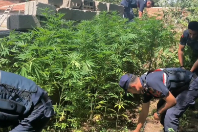 Aksaray'da uyuşturucu operasyonu: 592 kök kenevir ve 4 kilo esrar ele geçirildi!