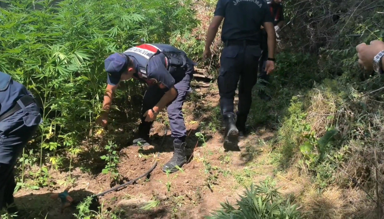 Aksaray'da uyuşturucu operasyonu: 592 kök kenevir ve 4 kilo esrar ele geçirildi!-Bursa Hayat Gazetesi-2