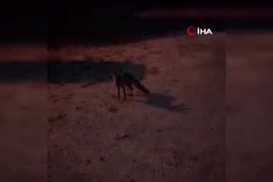 “Tavuk yok" dediği tilkiyi makarna ile besledi