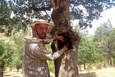 Ağaç kovuklarından çıkarılıyor! Kilosu 8 bin lira