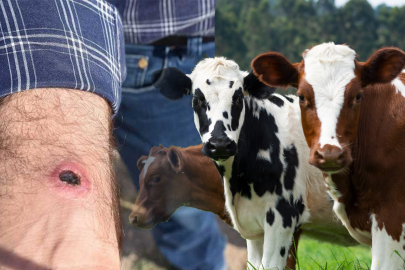 Bir ilçede şarbon hastalığı alarmı! Karantina kararı alındı