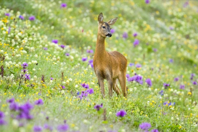 Nesli tehlike altındaki hayvanları korumak: Birlikte harekete geçme vakti!