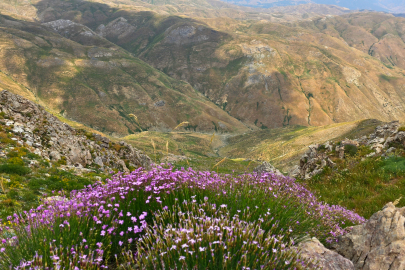 Doğa tutkunlarının uğrak noktası: Zoveser Dağı