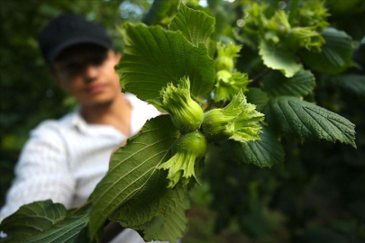 Fındık üreticisini memnun edecek fiyatı açıkladı