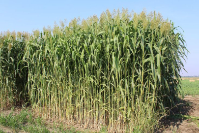 Sudan otu nedir? Sudan otu nerede yetişir?