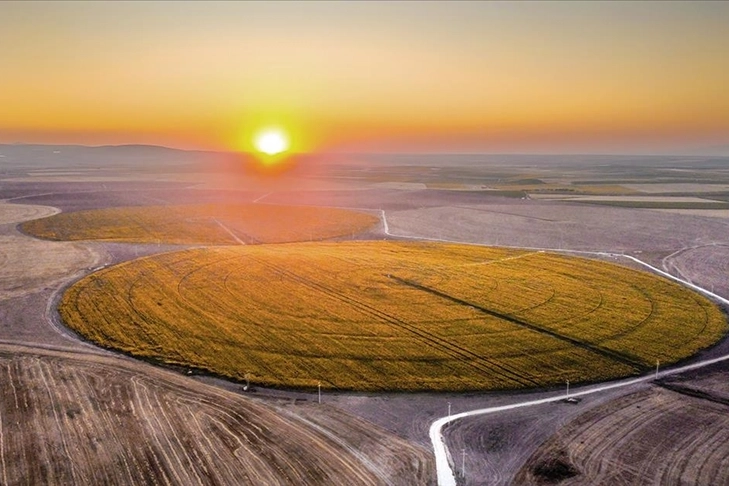 Tarlalar sarıya büründü