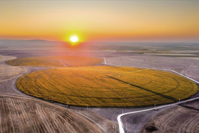 Tarlalar sarıya büründü