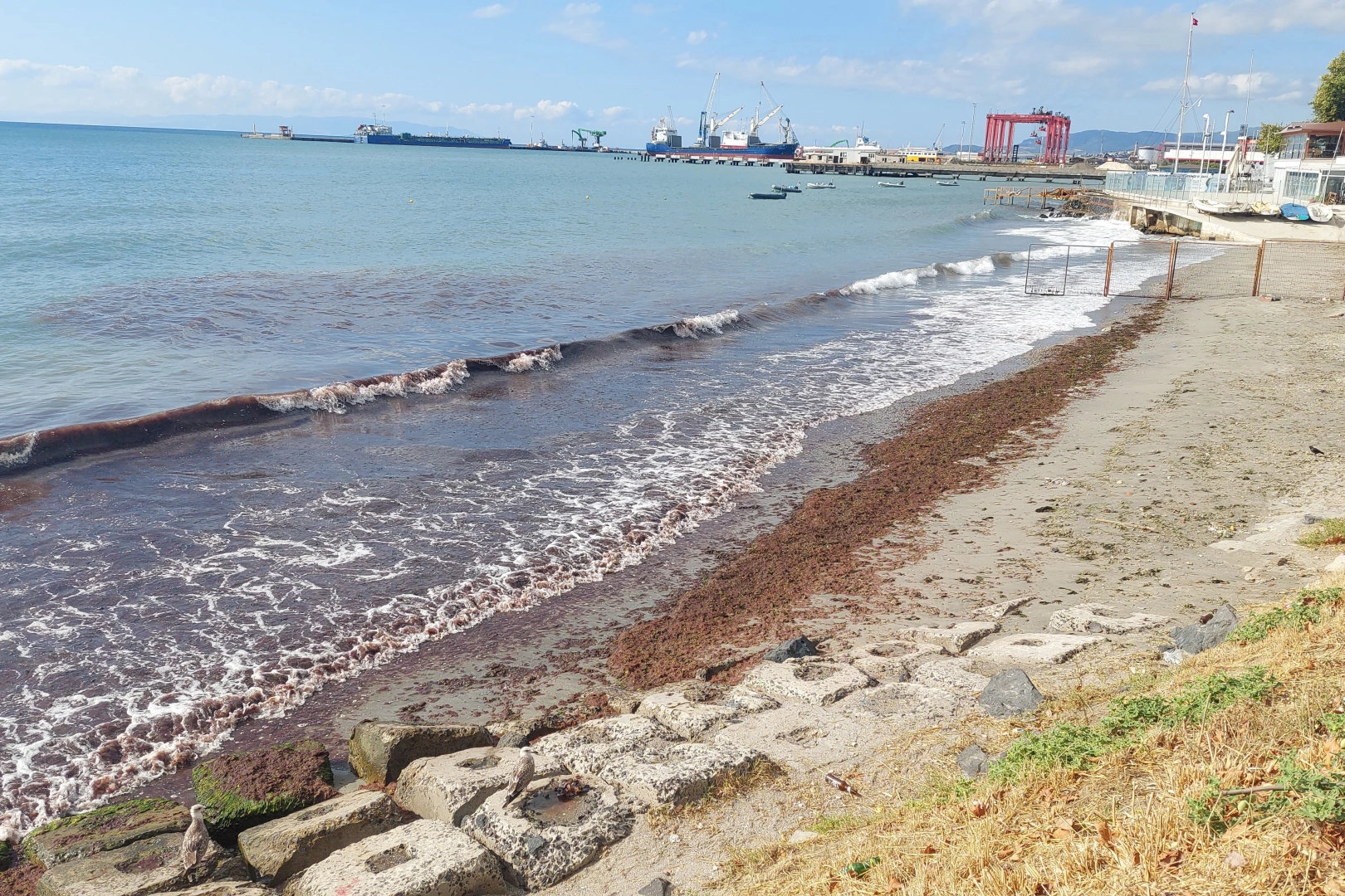 Dikkat çeken doğa olayı! Bütün sahili kapladı