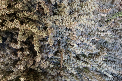 Ürettikleri lavanta yağıyla kozmetik sektörüne damga vuruyorlar