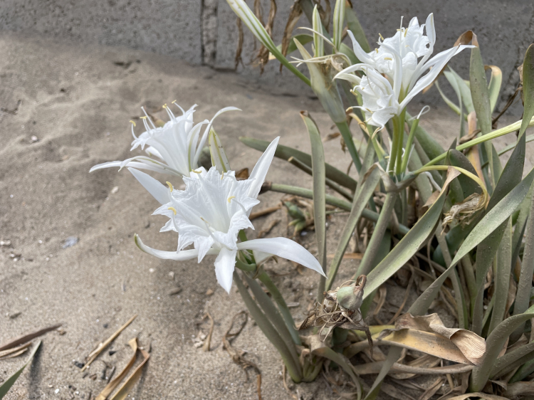 Bursa'da o bitkiyi koparana 387 bin 141 TL ceza! Bursa Hayat Gazetesi -2