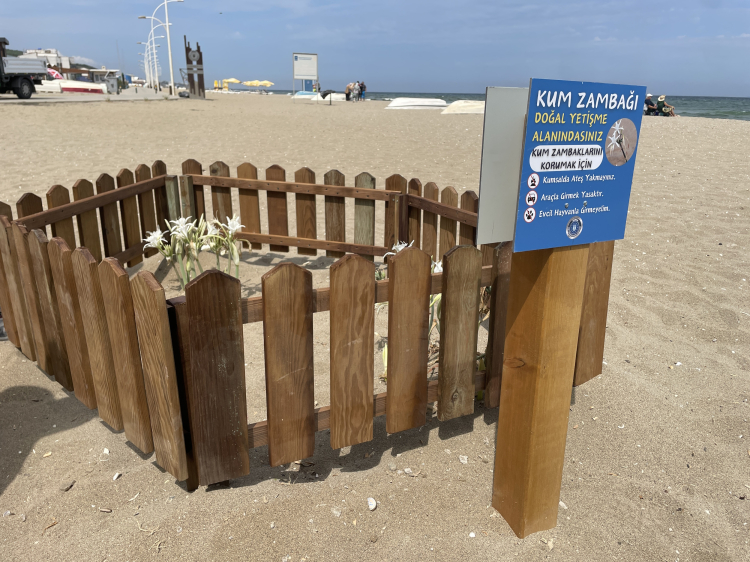 Bursa'da o bitkiyi koparana 387 bin 141 TL ceza! Bursa Hayat Gazetesi -3