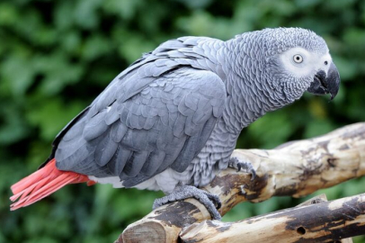 İstanbul Havalimanı'nda 309 jako türü papağana el koyuldu