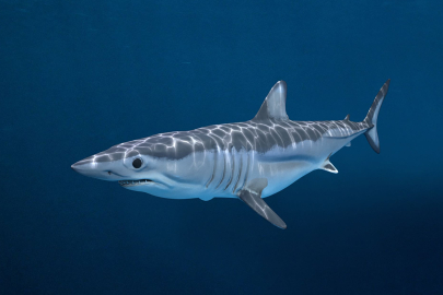 Mako cinsi köpek balığı nasıl bir tür? Suların en hızlı ve vahşi avcısı