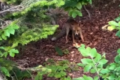 Bursa Uludağ Yolu'nda aç kalan yavru tilki beslendi!