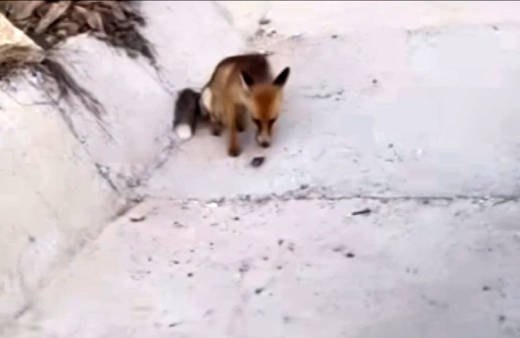 Bursa Uludağ Yolu'nda aç kalan yavru tilki beslendi! Bursa Hayat Gazetesi -2