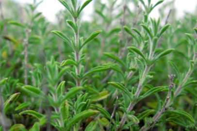 Kekik nasıl yetiştirilir? Adım adım kılavuz!