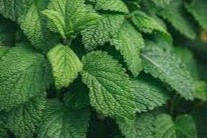 Nane nasıl yetiştirilir?