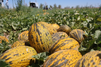 Coğrafi işaretle tescilli! Dünya pazarına gönderiliyor