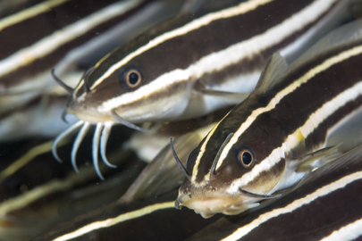 Zehirli dikenli ve çizgili kedi balığı nasıl bir tür?