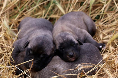 Kangal köpek yavrusunu yer mi?