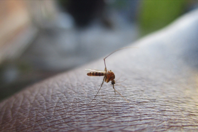 Doğu At Ensefaliti virüsü nedir, nasıl bulaşır?