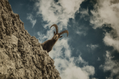 Yaban Keçisi Türkiye'de nerede yaşar? Dağ keçisi nasıl düşmüyor?