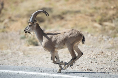 Yaban keçisi avlamak neden yasak?
