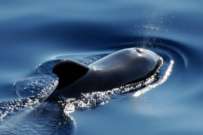 Balinalar neden su püskürtür?