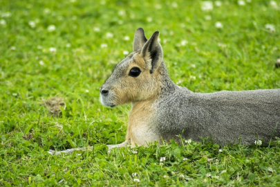 Patagonya Marası: Güney Amerika'nın gizemli kemiricisi
