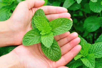 Saksıda nane yetiştirmenin püf noktaları