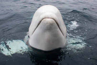 "Casus balina" olarak bilinen Hvaldimir hangi ülkenin?