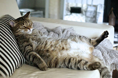 Kedi isimleri 2024: En sevimli, yaratıcı, modern ve klasik kedi isimleri listesi