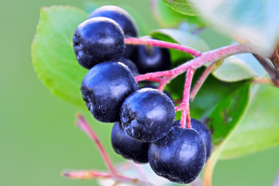 Aronya'dan tatlı veya dondurma yapılır mı?