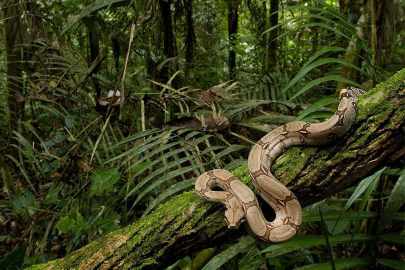Ciddi bir tehdit altında! Amazon yağmur ormanı nasıl korunabilir?