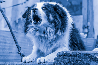 Köpekler neden gece havlar?