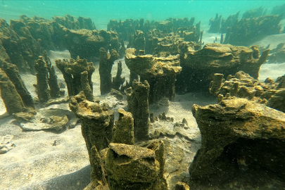 Türkiye'de tespit edildi: Doğanın kapsamlı mikroorganizma toplulukları...