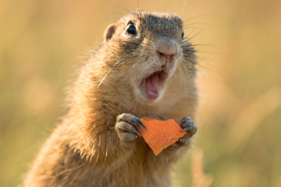 Ekolojik niş nedir? Örnekleri nelerdir?