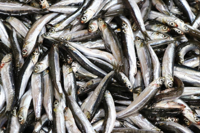 Türkiye'de kaç balık çeşidi var, en çok bilinen balık türleri hangisi?