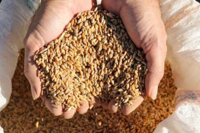 Karakılçık buğdayı nedir? Özellikleri ve faydaları hakkında bilgi