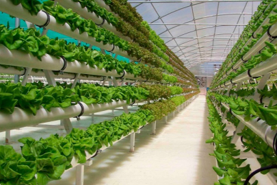 Tarımda yeşil ekonomi: Sürdürülebilir tarım uygulamaları