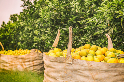 Narenciye toplamanın püf noktaları