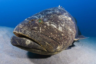 Orfoz nedir, nerelerde yaşar?