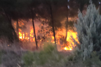 Bursa'da orman yangını alarmı! Alevler kısa sürede söndürüldü