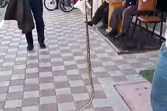 Bursa'da bir garip olay: Kahvehaneye giren yılanı vatandaş yakaladı!