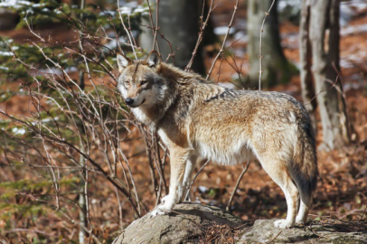 Bursa'da 3 kurt vurulmuş halde ölü olarak bulundu