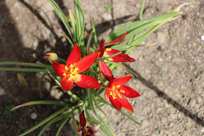 “Yitik Türk Lalesi” 132 yıl sonra anavatanında toprakla buluştu