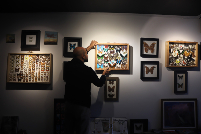 Çizgi filmden etkilenip 3 bine yakın kelebekten koleksiyon oluşturdu