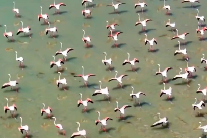 Van’daki Erçek Gölü flamingoların gözde mekanı oldu